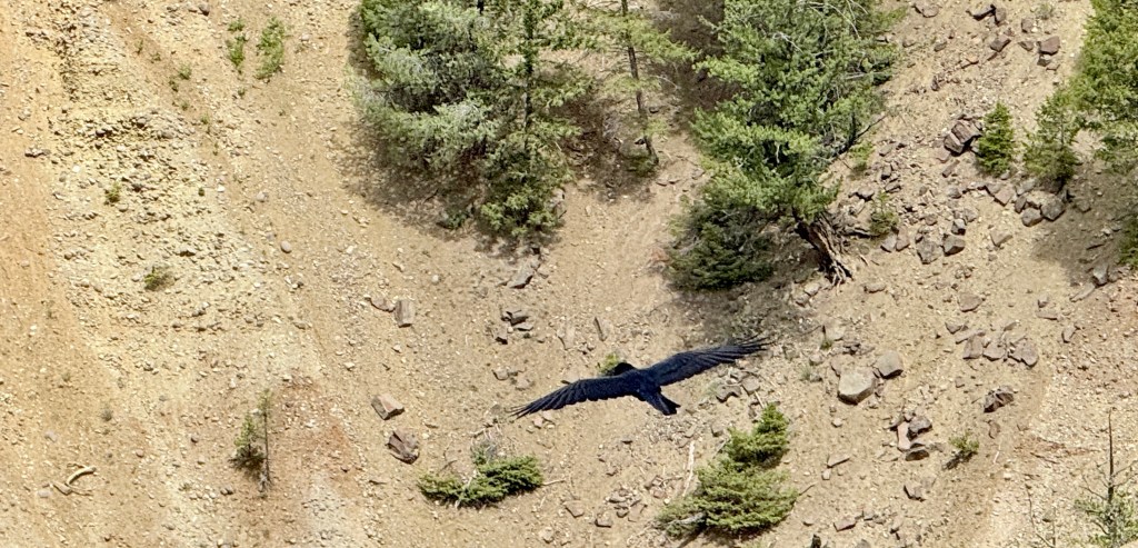 Day 6 of Yellowstone Trip  May 29,&nbsp;2025