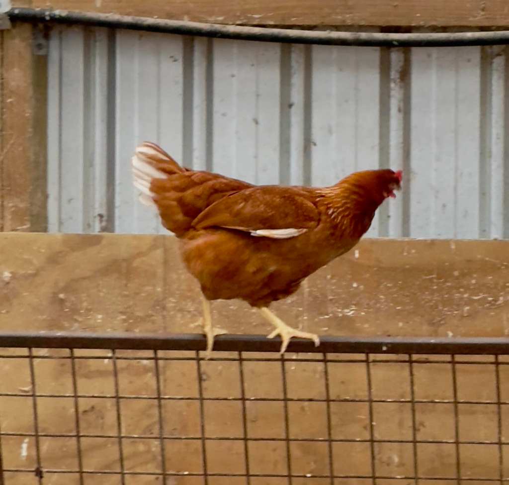 Day 22 February 4, 2025 Napier, New&nbsp;Zealand