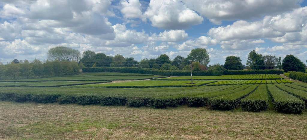 Day 27. February 9, 2025 Huka Falls, Zealong Tea&nbsp;Estate.