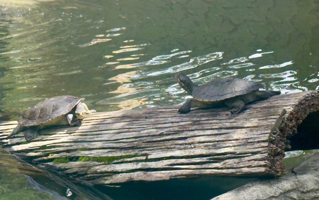 Day 31. Thursday February 13, 2025 Lone Pine Koala&nbsp;Sanctuary