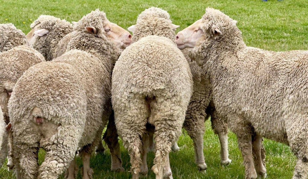 Day 20 February 2, 2025 Christchurch, New&nbsp;Zealand